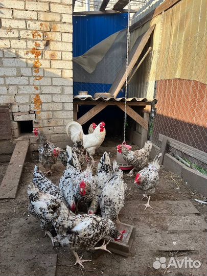 Куры петухи