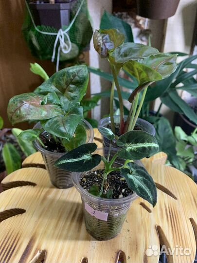 Комнатные растения сингониум