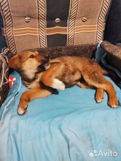 Щенок в добрые руки бесплатно