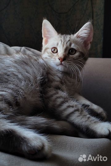Шотландский кот
