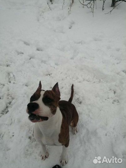 Стафаширский терьер