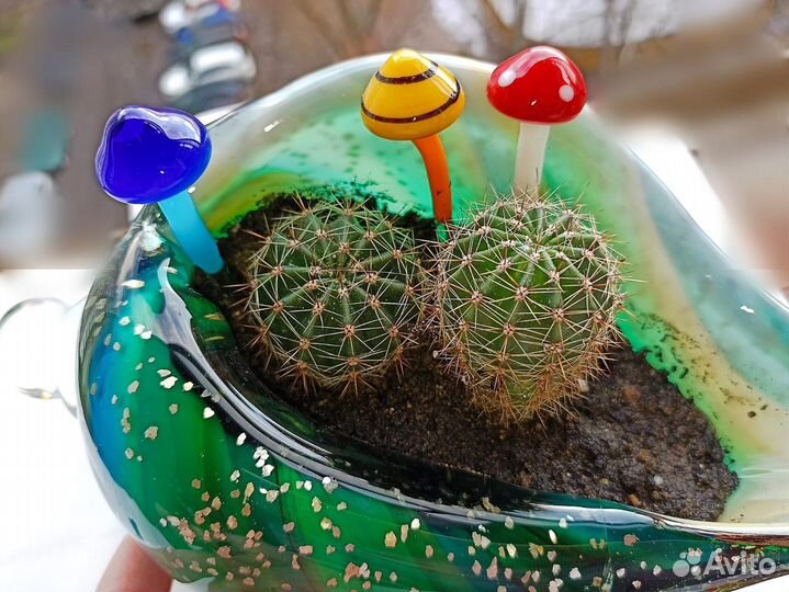 Кактус и грибочки
