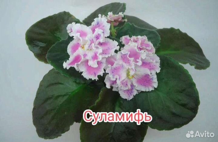 Детки сортовых фиалок