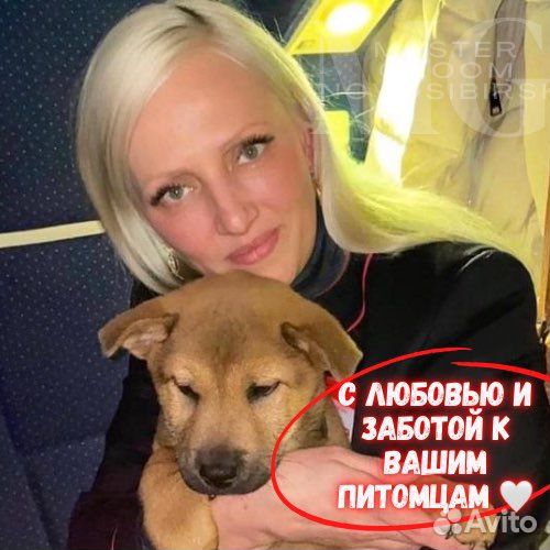 Груминг (стрижка собак) I грумер I Экспресс-линька