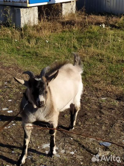 Козел ламанча