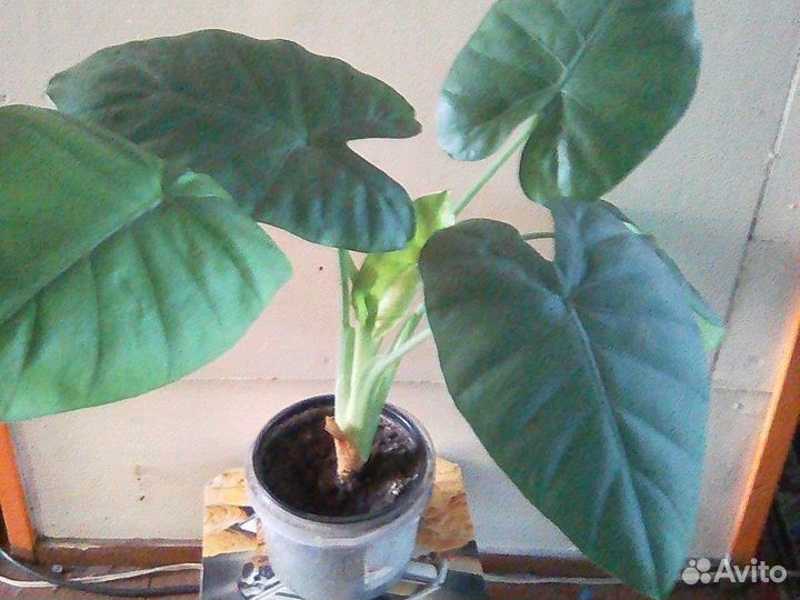 Цветы для души и дома