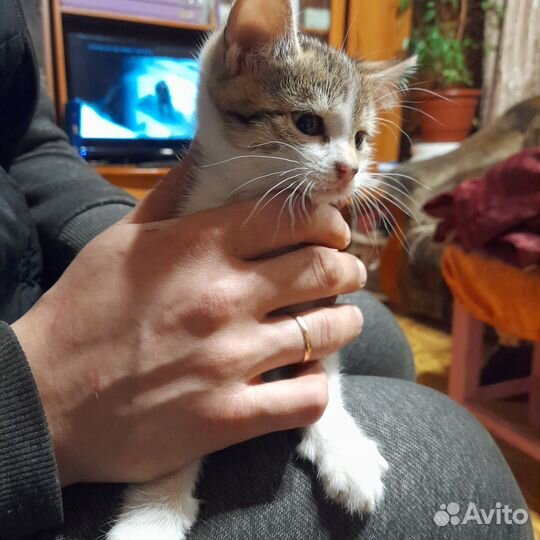 Кошка в дар