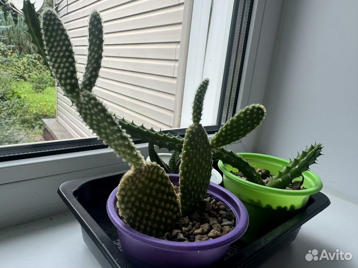 Набор кактусов