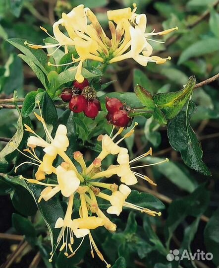 Жимолость вьющаяся Жемчужное ожерелье