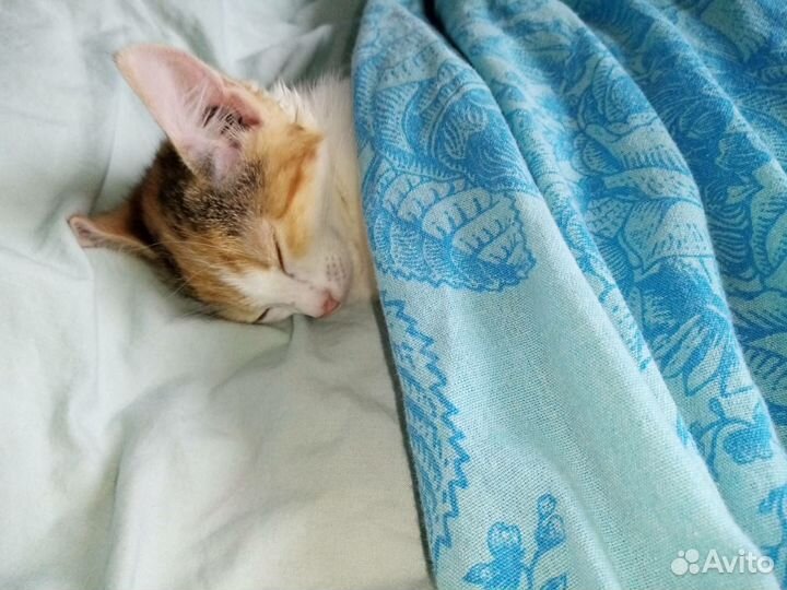 Котёнок и кошка в добрые руки бесплатно