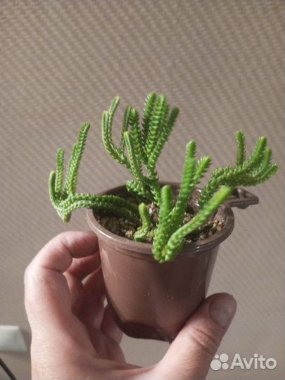 Крассула толстянка