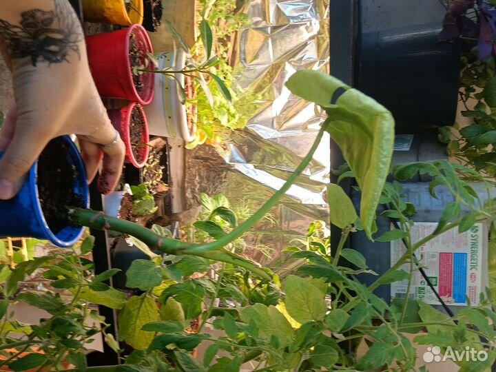 Монстера черенок