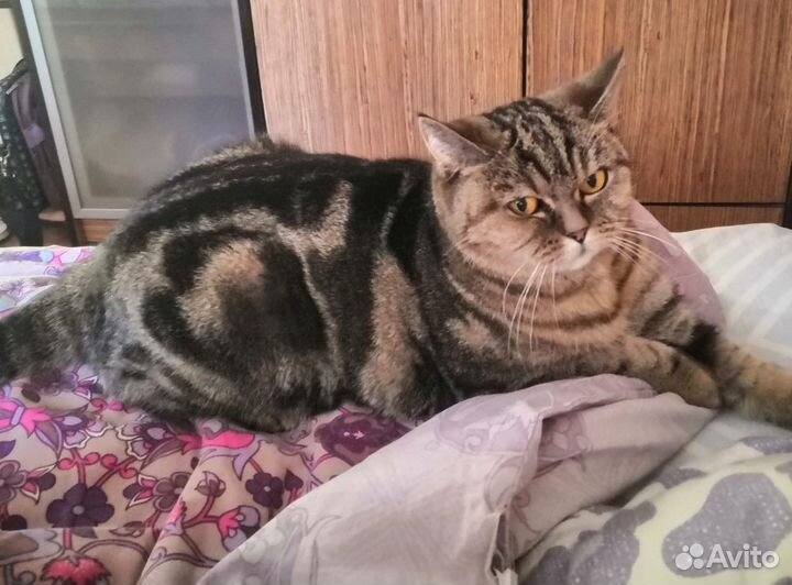 Шотландская кошечка