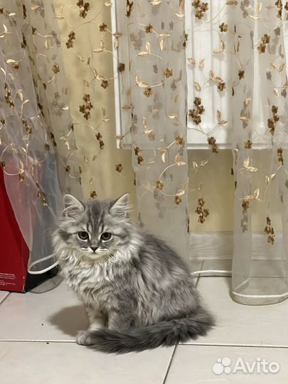 Отдаю котенка