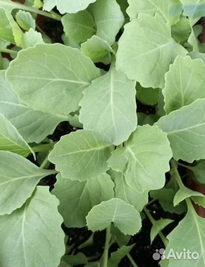 Рассада капусты