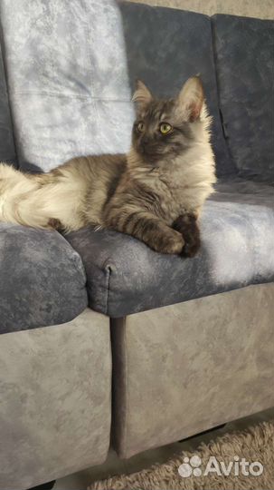 Сибирский кот