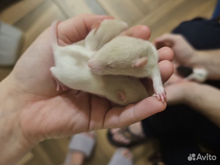 Крыски дамбо