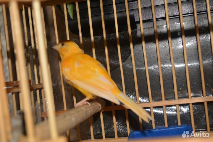 Поющие кенора