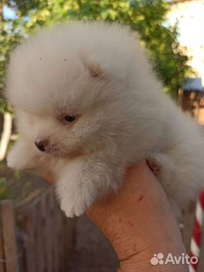 Щенки шпица