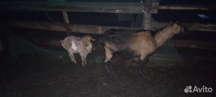 Коза нубийская