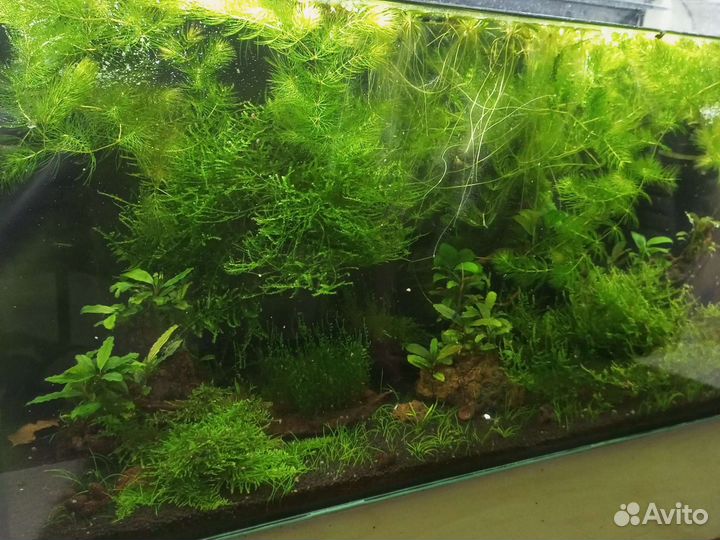 Аквариумные креветки бабаулти