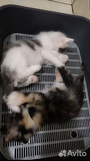 Кошки в добрые руки