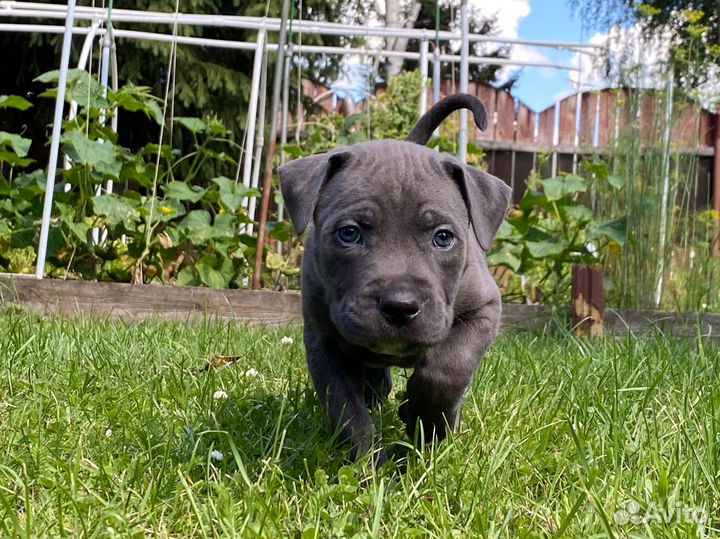 Щенки прайтера