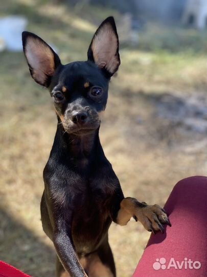 Вязка той-терьер