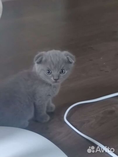 Шотландский вислоухий кот