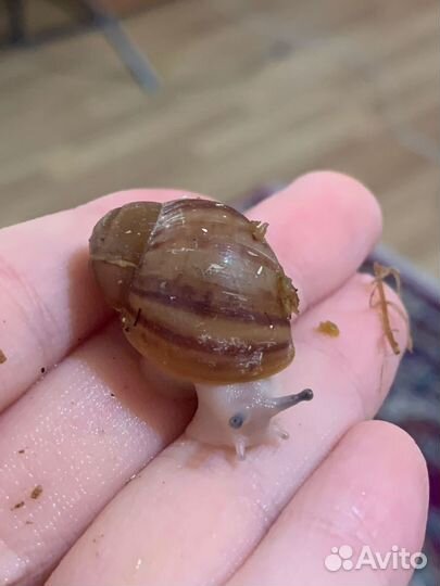 Улитки архахатины