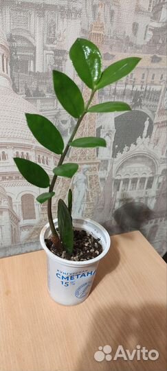 Замиокулькас