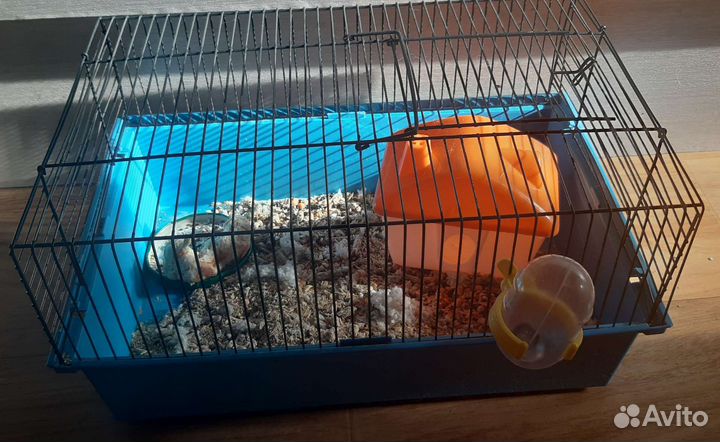 Джунгарский хомяк с большой клеткой