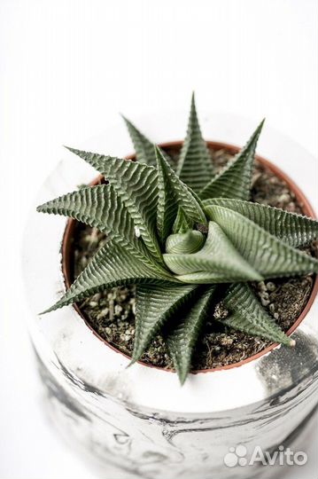 Суккуленты бесплатно хавортия