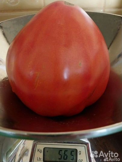 Семена помидор вкуснейших и урожайных 