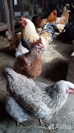 Инкубационное яйцо курочки брама