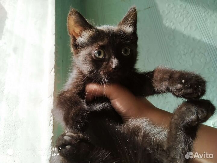 Котёнок бесплатно