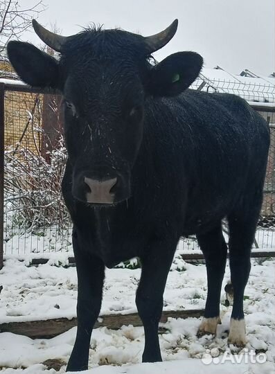 Телка 11 месяцев