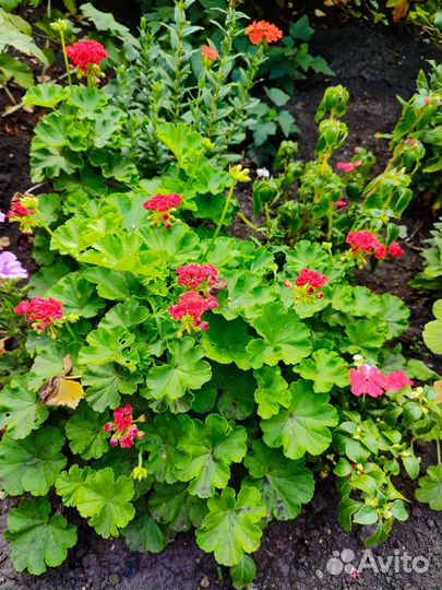 Красная герань (пеларгония)