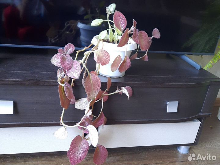 Комнатные растения цветы