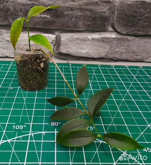 Мелколистные хойи 2