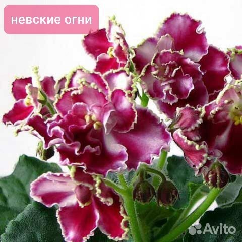 Фиалки сортовые детки