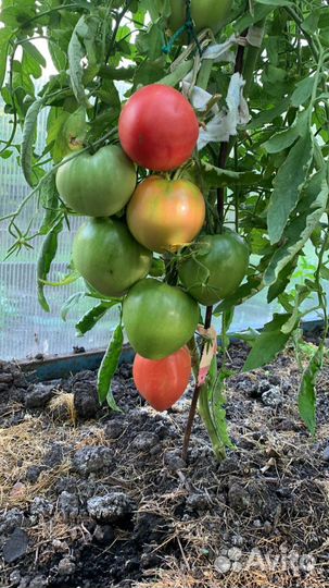 Помидоры бычье сердце