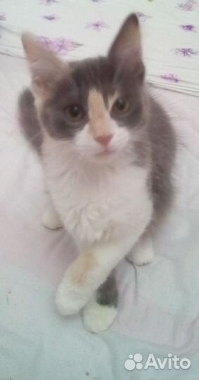 Котенок девочка 2,5 мес