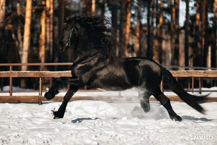 Фризский жеребец