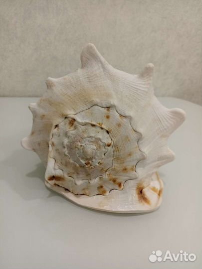 Ракушка морская большая