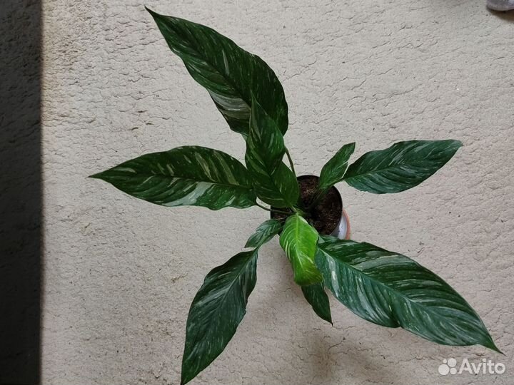 Спатифиллум Домино вариегатный