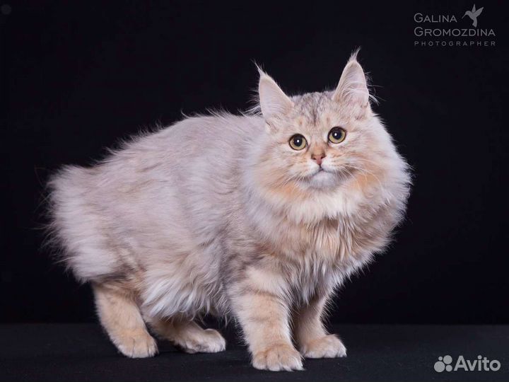 Эксклюзив у вас дома от Ангела Солнца