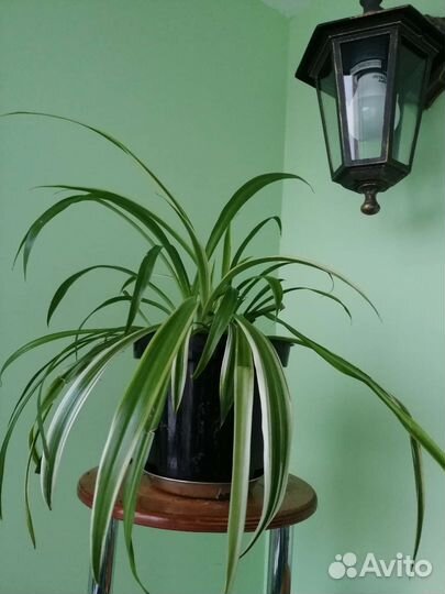 Комнатные цветы