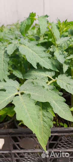 Рассада томатов