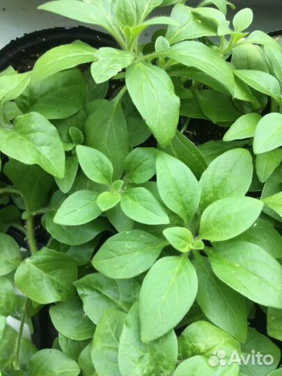 Комнатные цветы и садовые